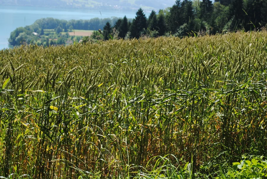 A field of grain ripening under open sky