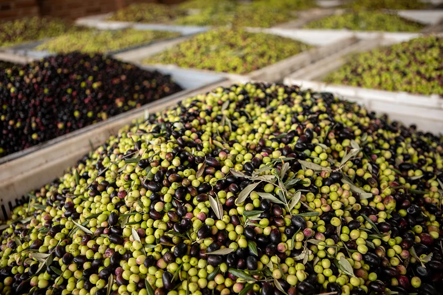 Freshly harvested produce on drying racks